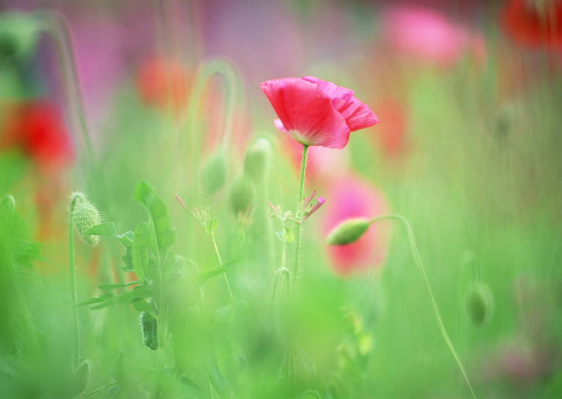 Розовый цветок в траве загрузить