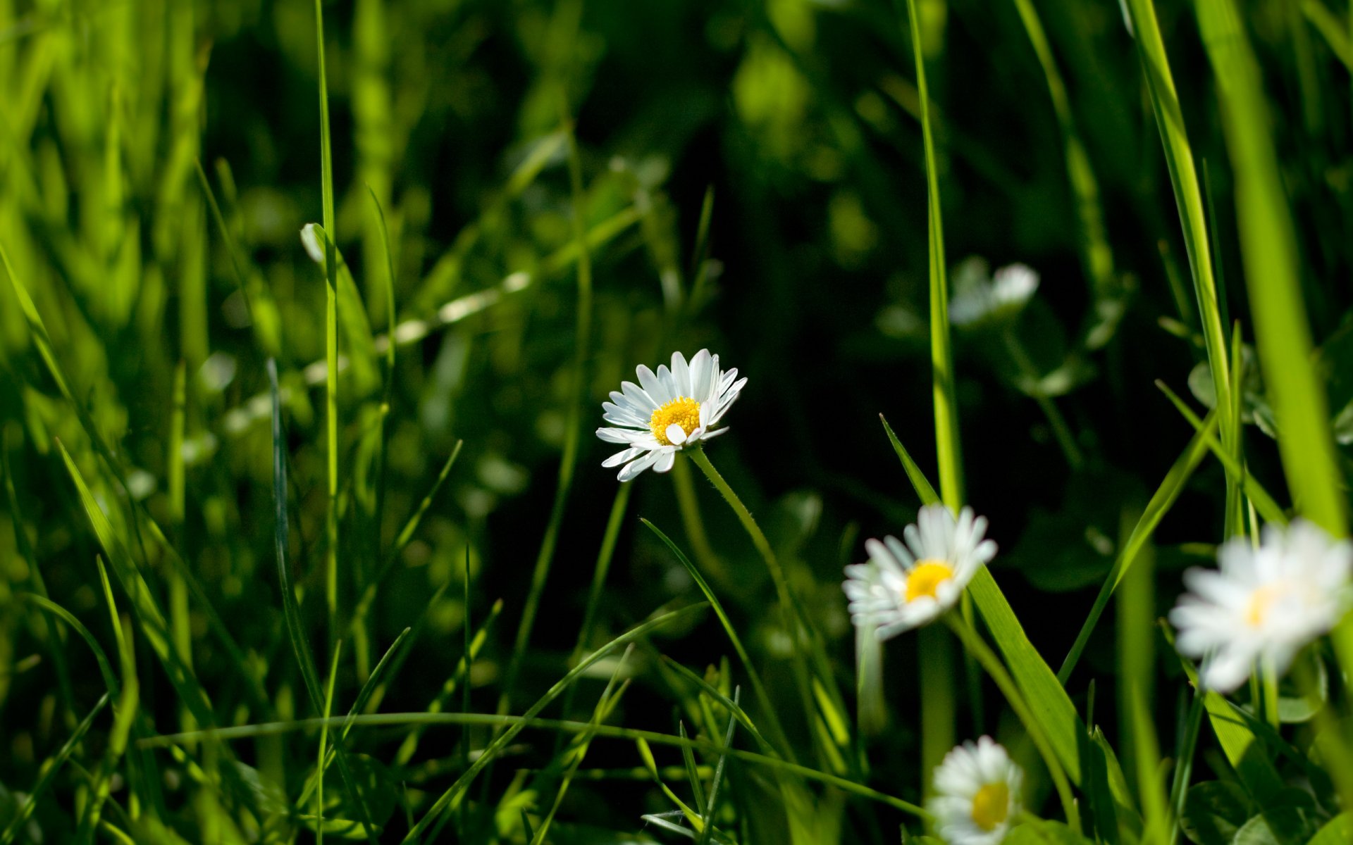 цветы ромашка трава крупный план природа бесплатно
