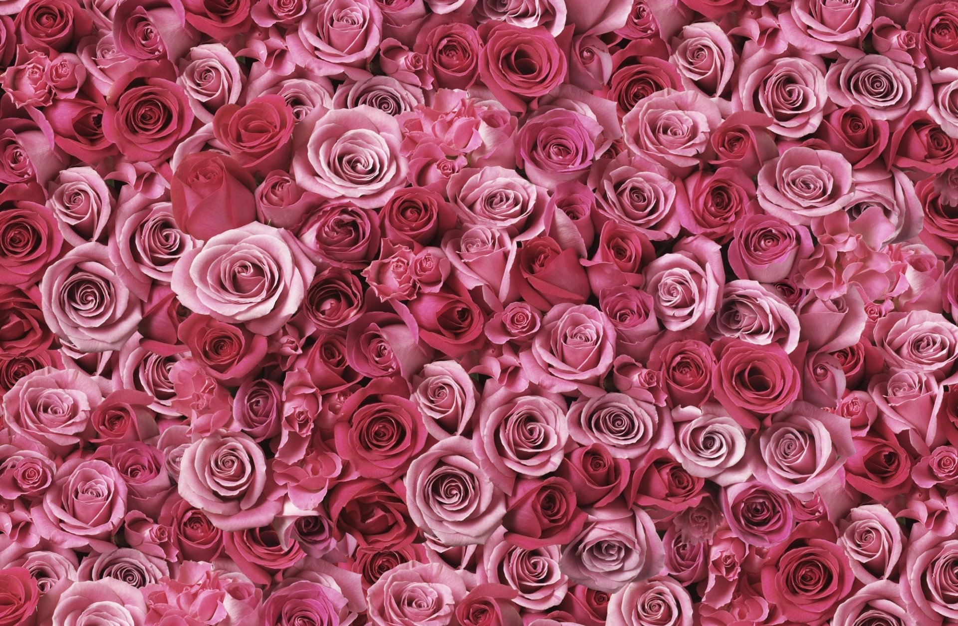 Розовые розы на кровати