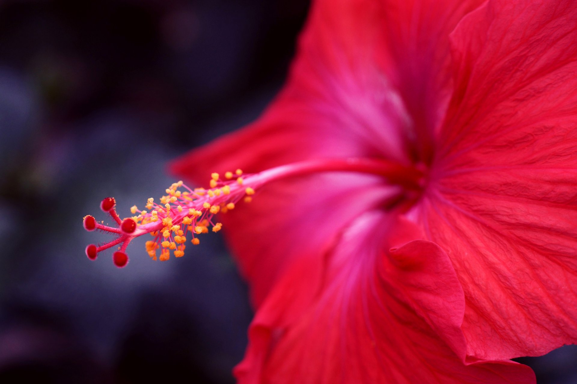 цветок макро гибискус фокус красный
