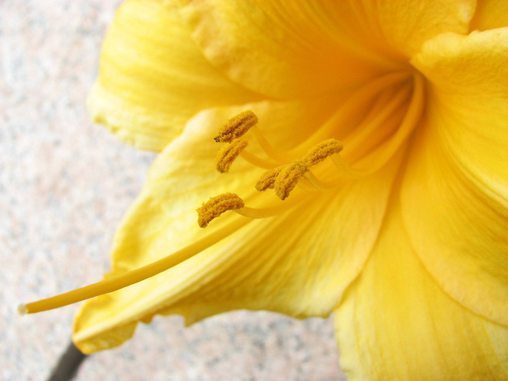 Желтые цветы Макросъемка