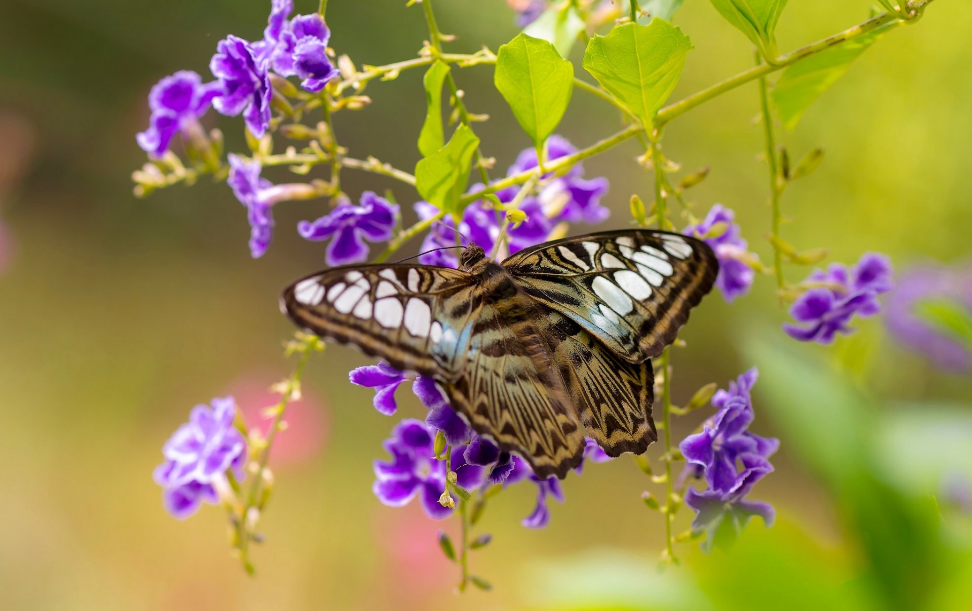сильвия тигровая бабочка дуранта цветы макро