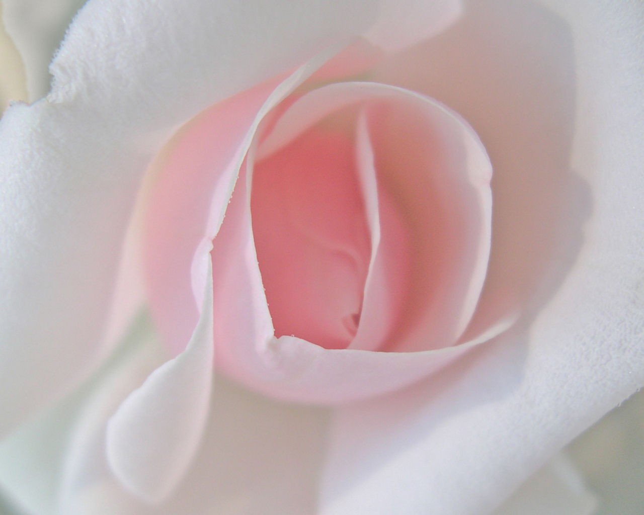 Нежный бутон розы