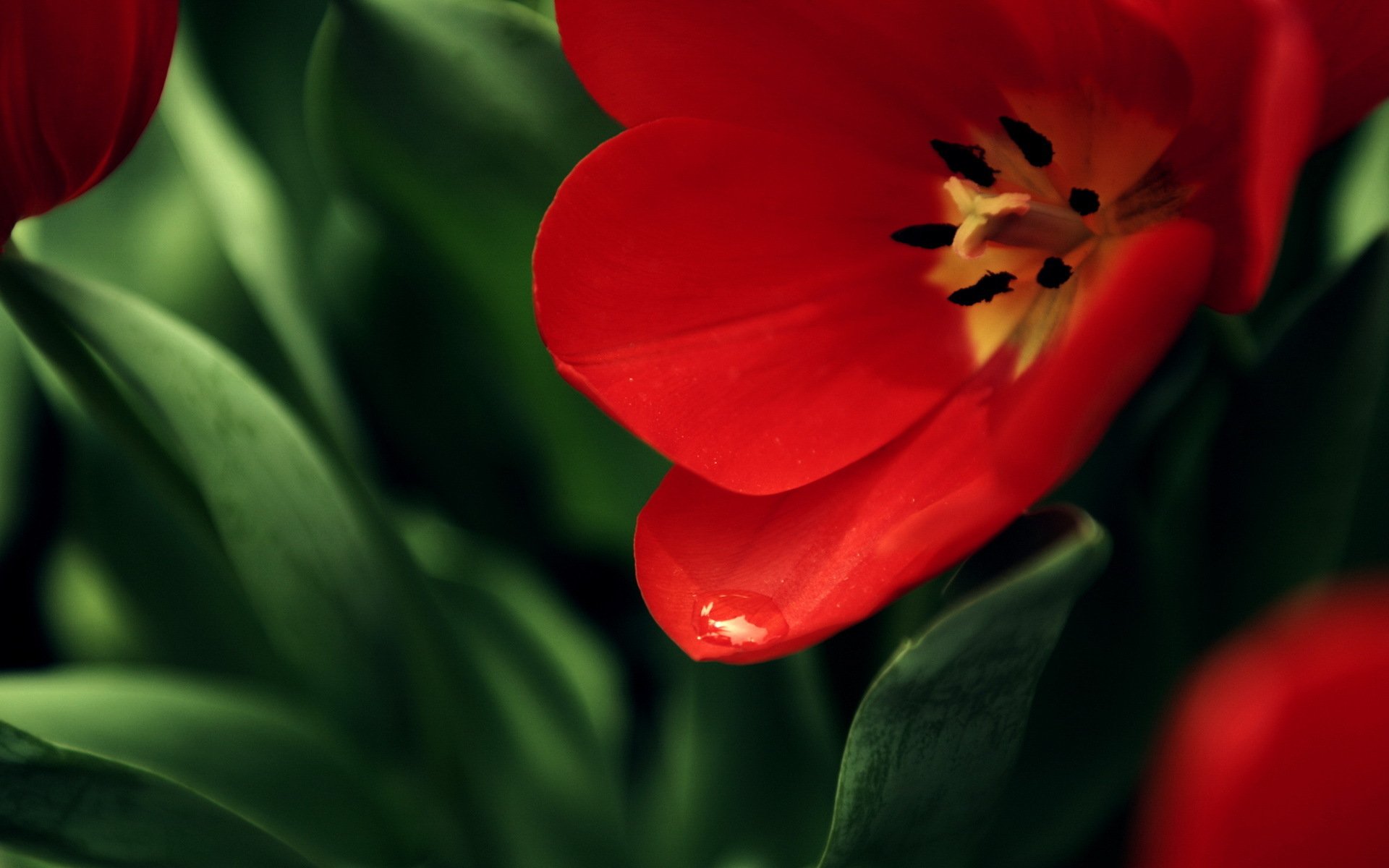 Обои с тюльпанами на телефон. Красный цвет. Красный цветок. Красные тюльпаны. Яркие цветы.