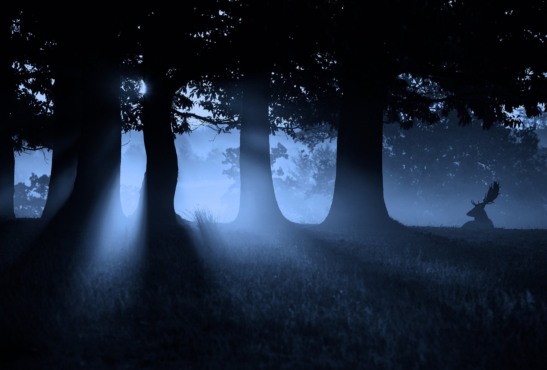 Под тенью дерева. «Ночь в лесу». Ночной лес. Лунный свет в лесу. Мистический лес.