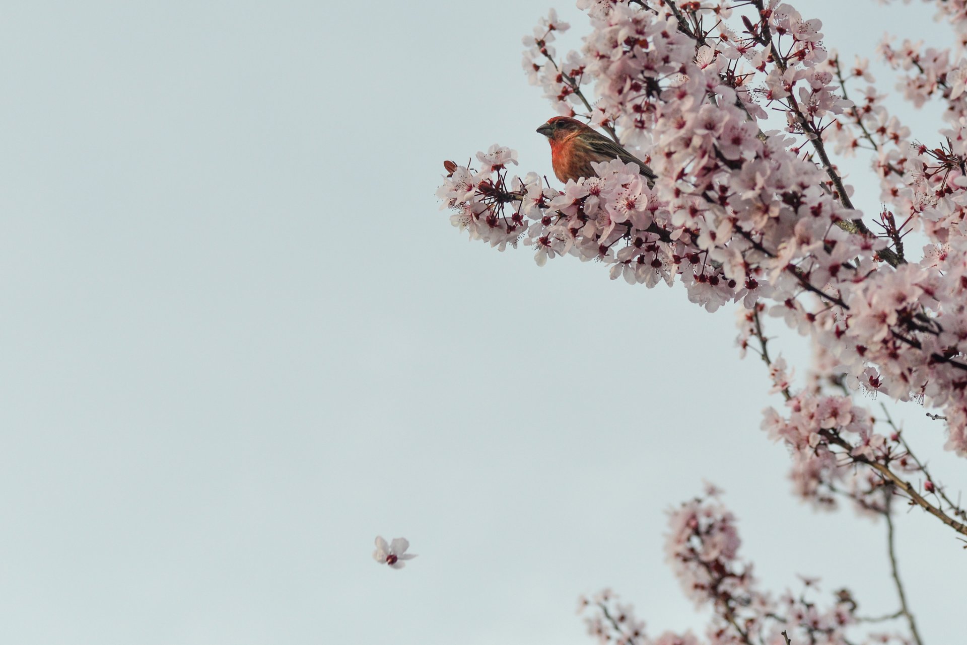 Птичка ветка цветущая скачать