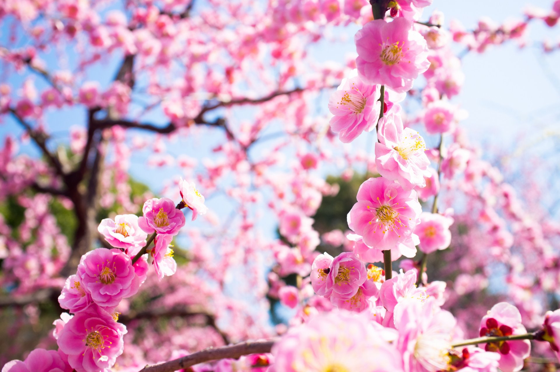 розовый цветок природа весна скачать