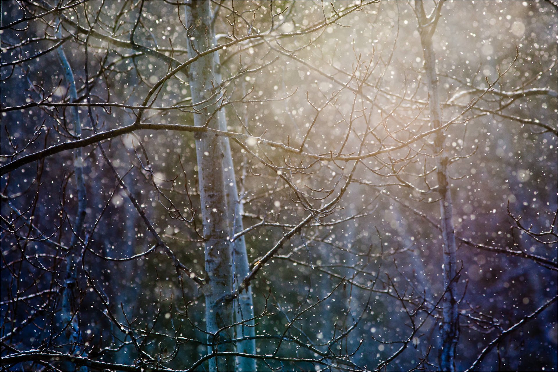 снег солнце блики деревья бесплатно