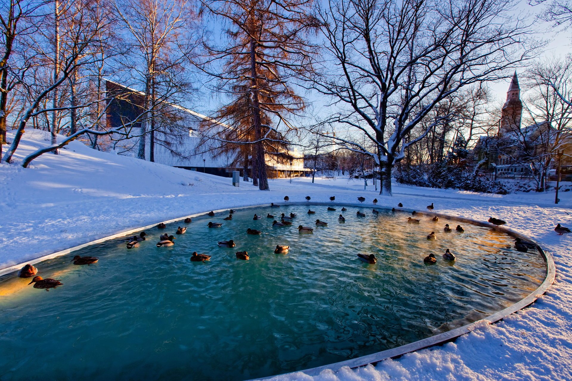 Парк птиц зимой