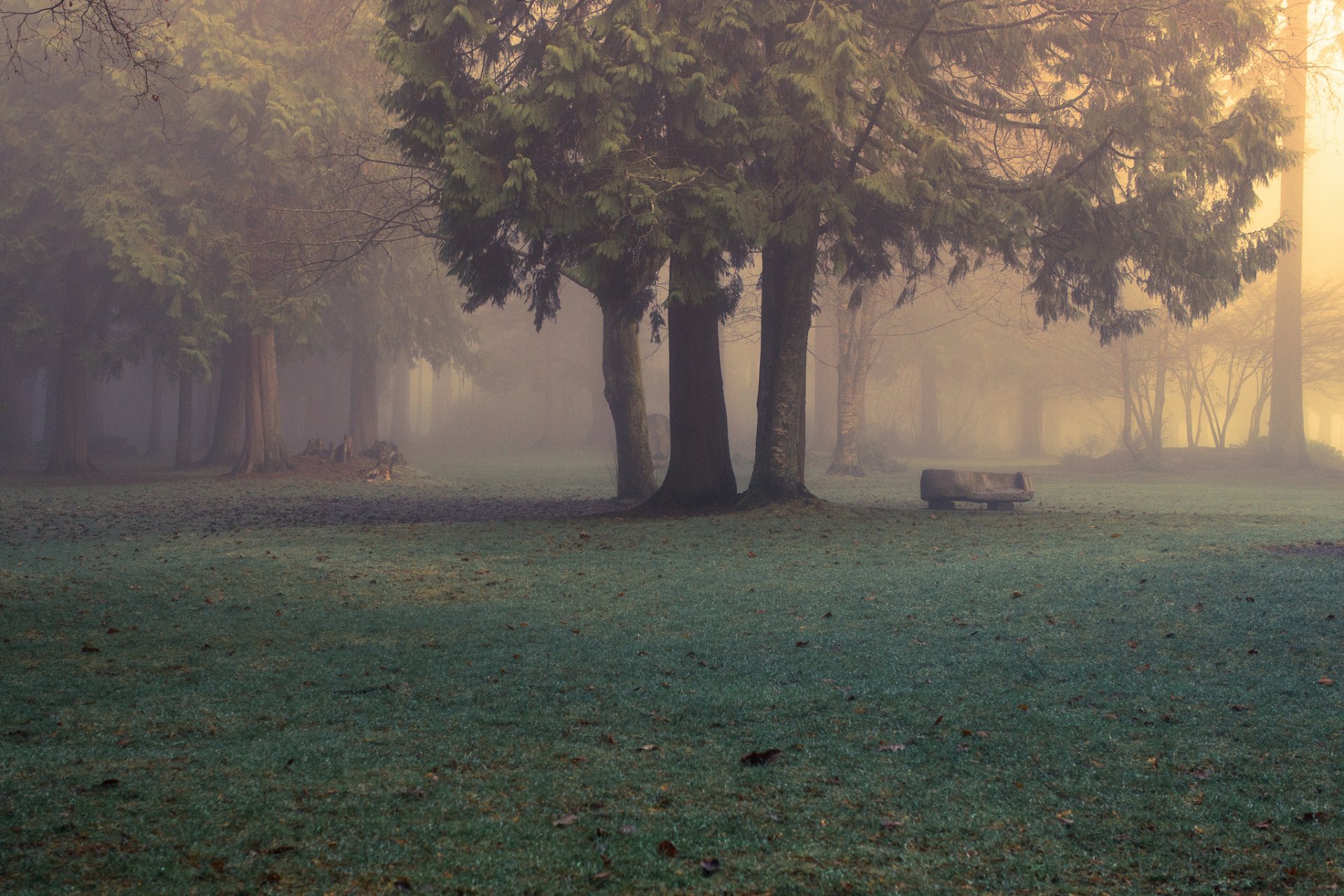 природа лес парк туман утро evan kemper рhotography