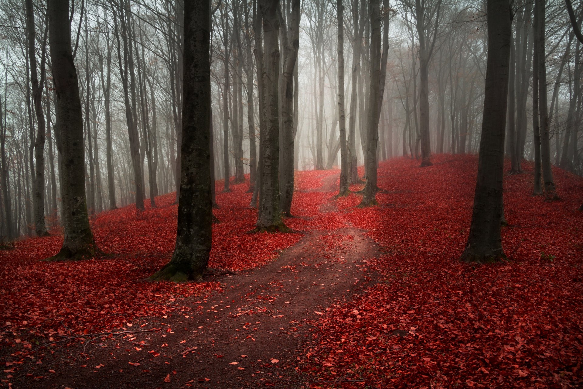 красный осенний лес без смс