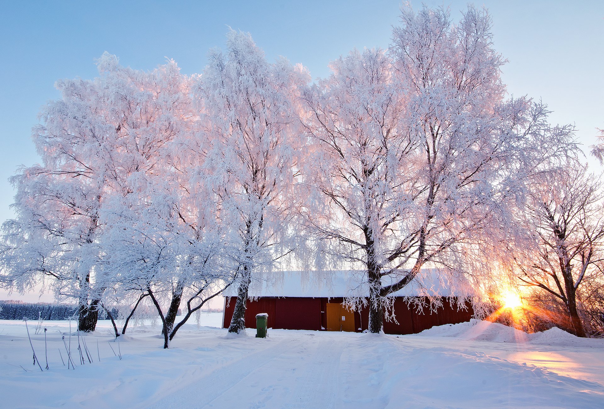 иней деревья лучи frost trees rays бесплатно