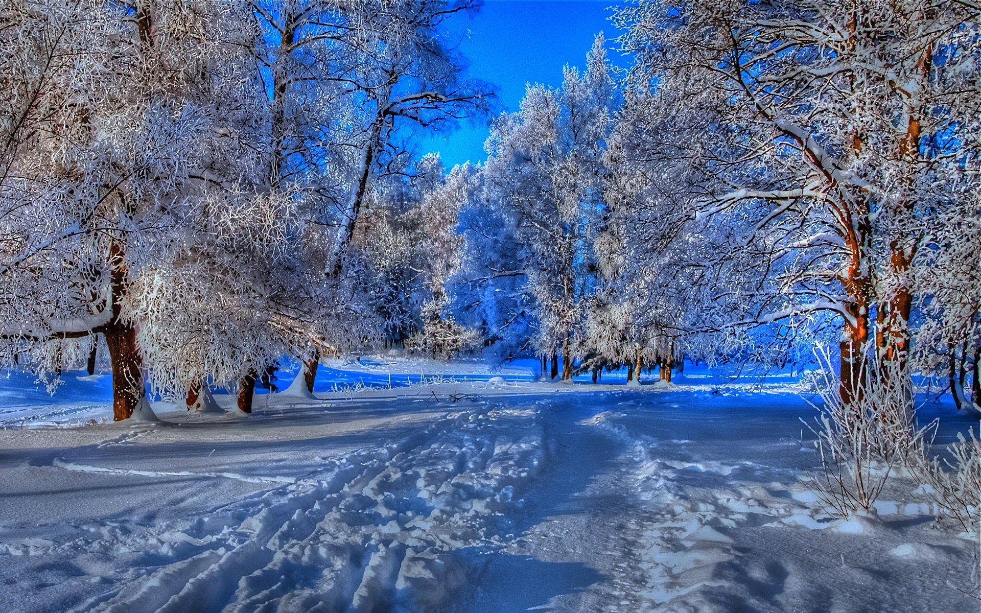 лес деревья ветки свежесть прохлада дорога тропа следы зима снег мороз голубое небо