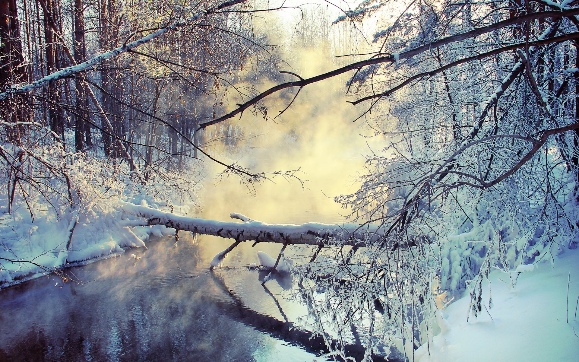 Зима Фото Ветки