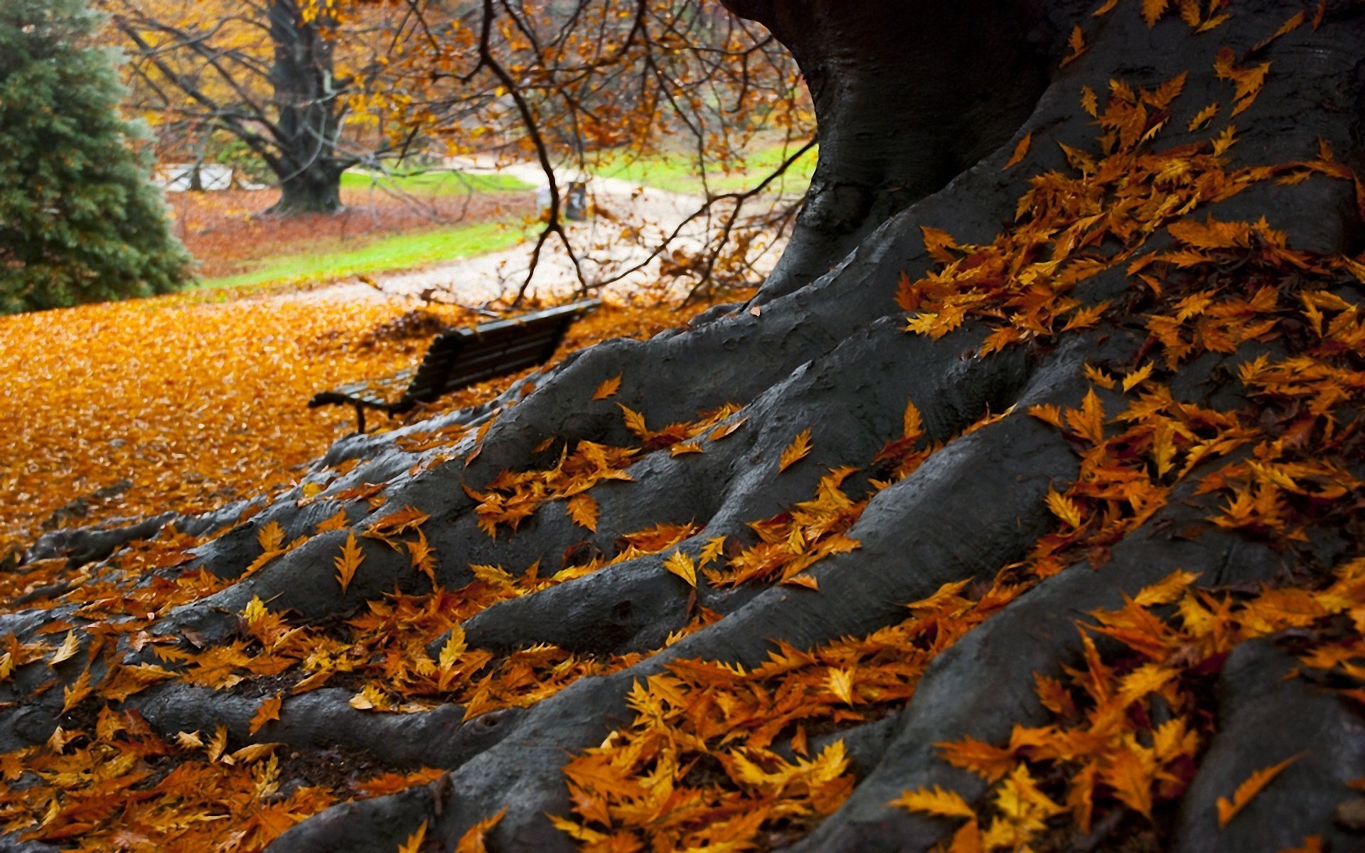 опавшие осенние листья фотография