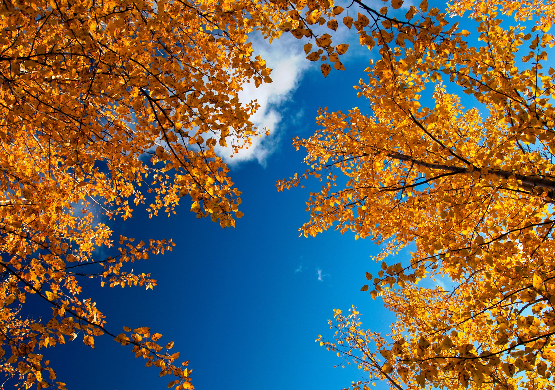 деревья осень небо листья без смс