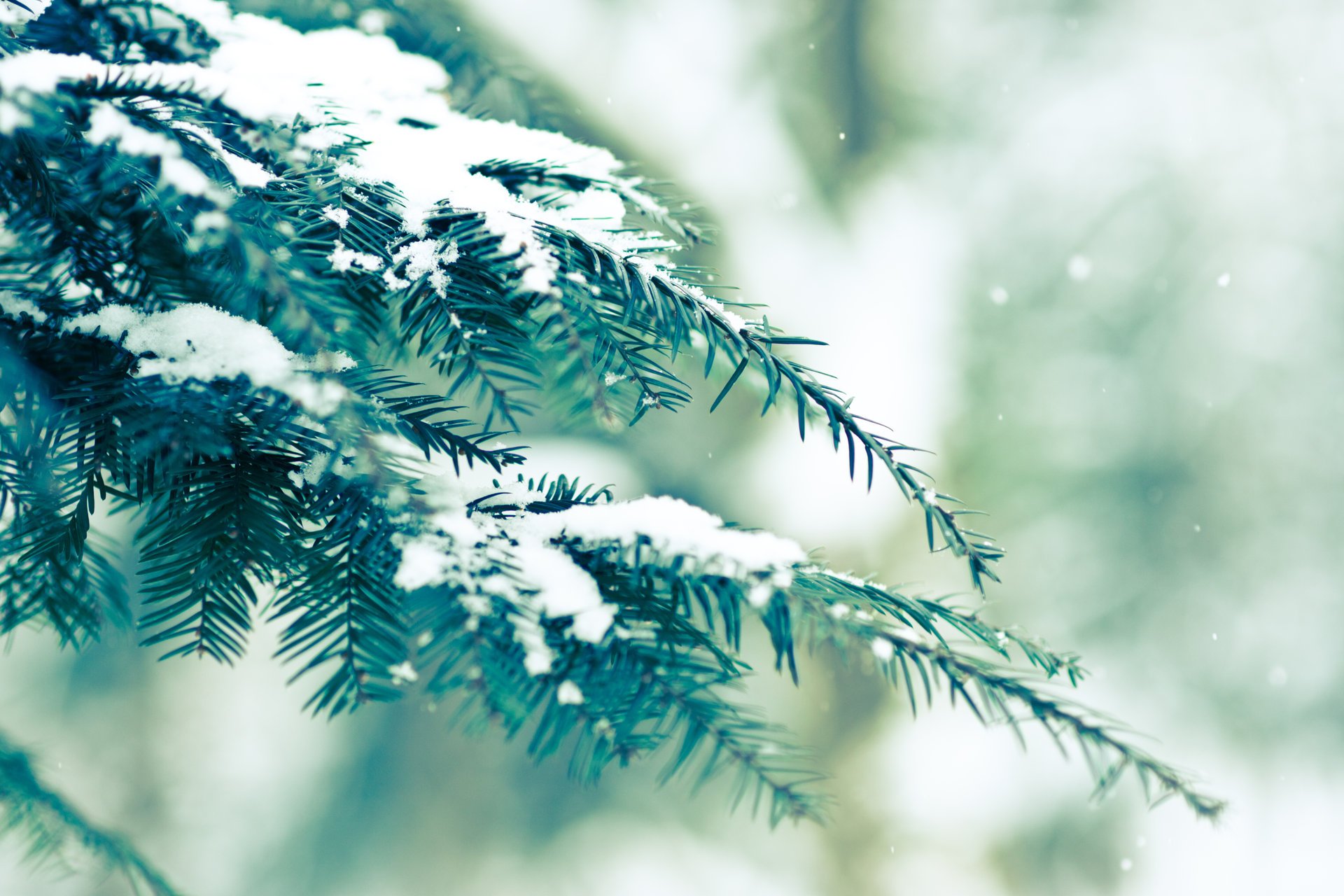 ветка снег иней сосна branch snow frost pine скачать