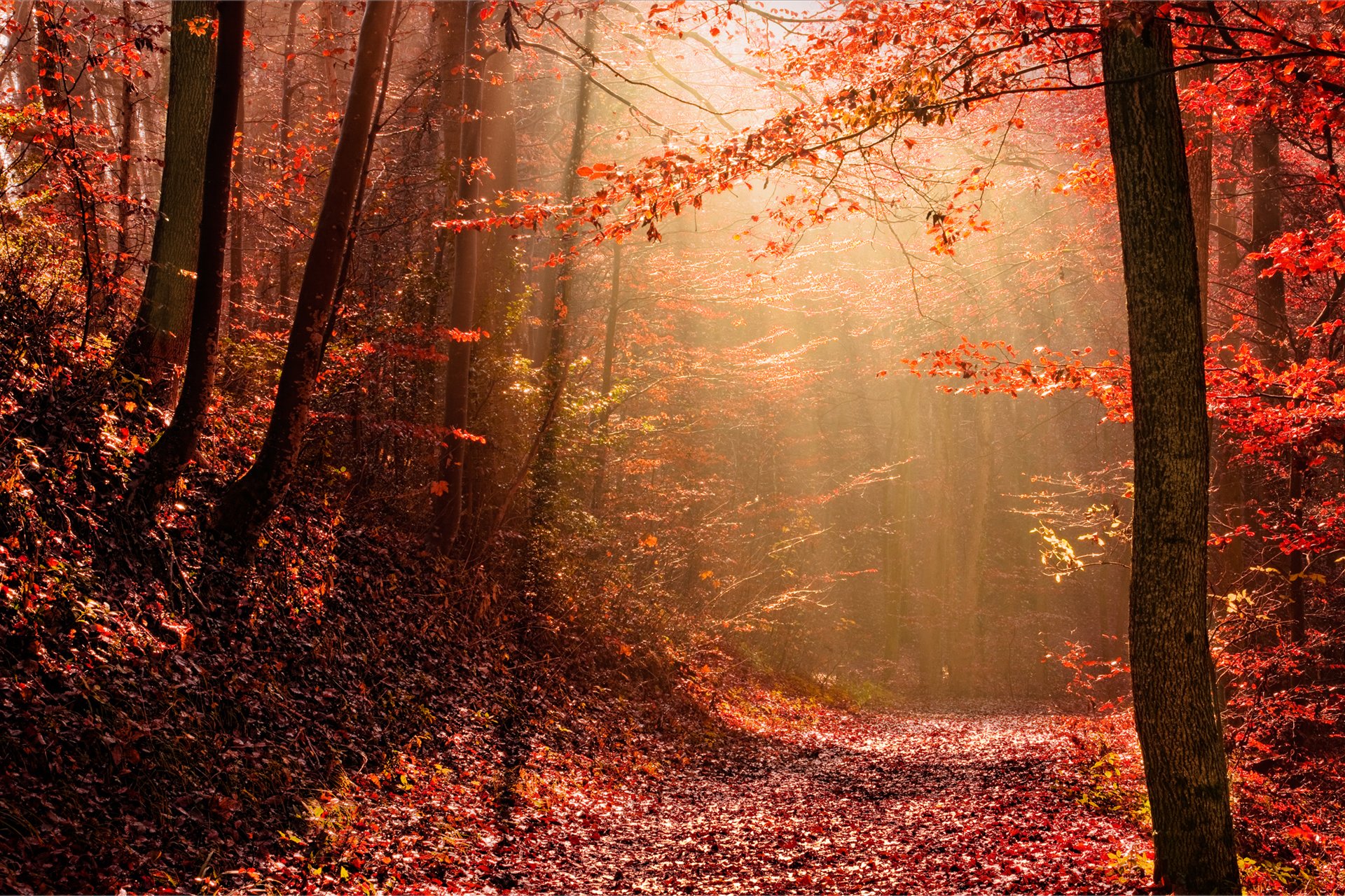 осень лес autumn forest загрузить