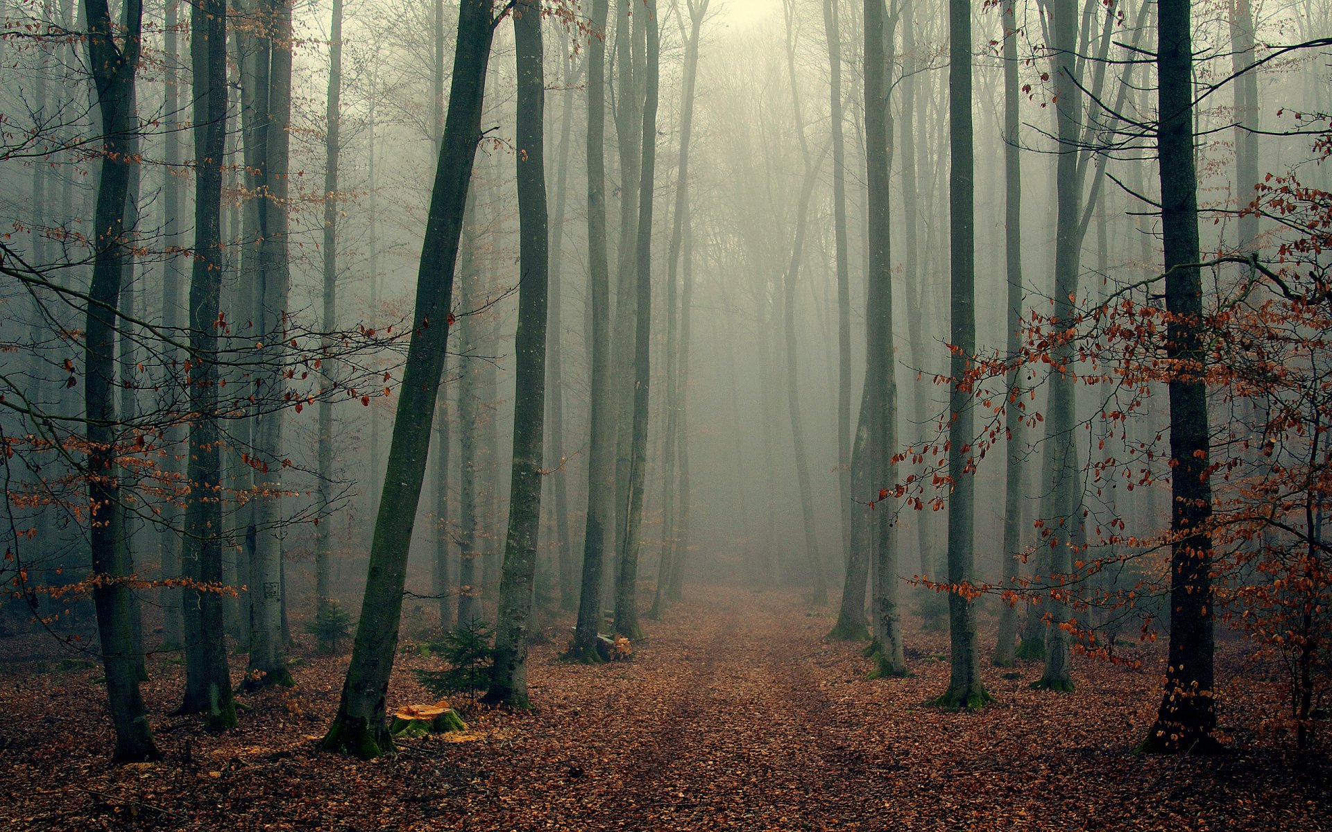 Туманный лес фото обои