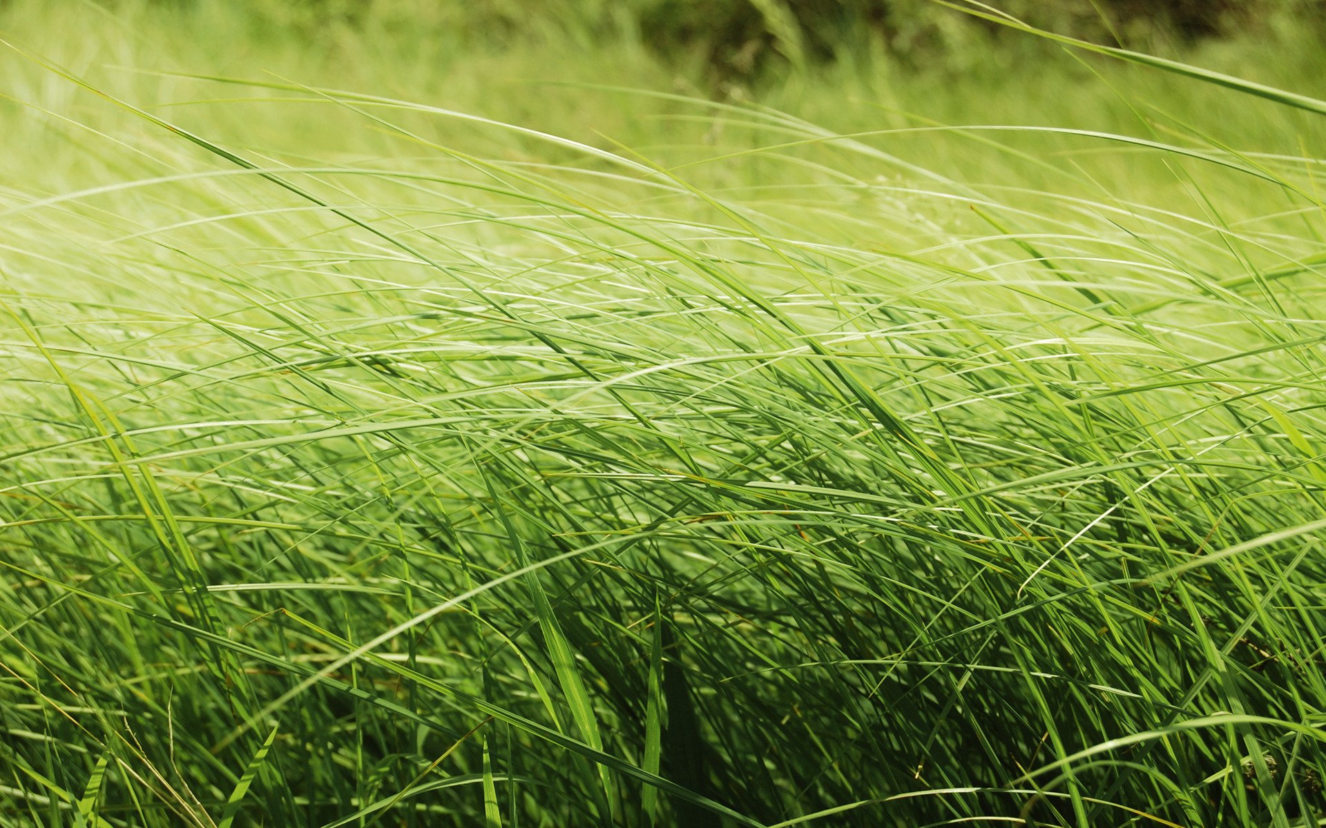 Травянистый. Трава. Лето зелень. Свежескошенная трава. Зеленая природа.