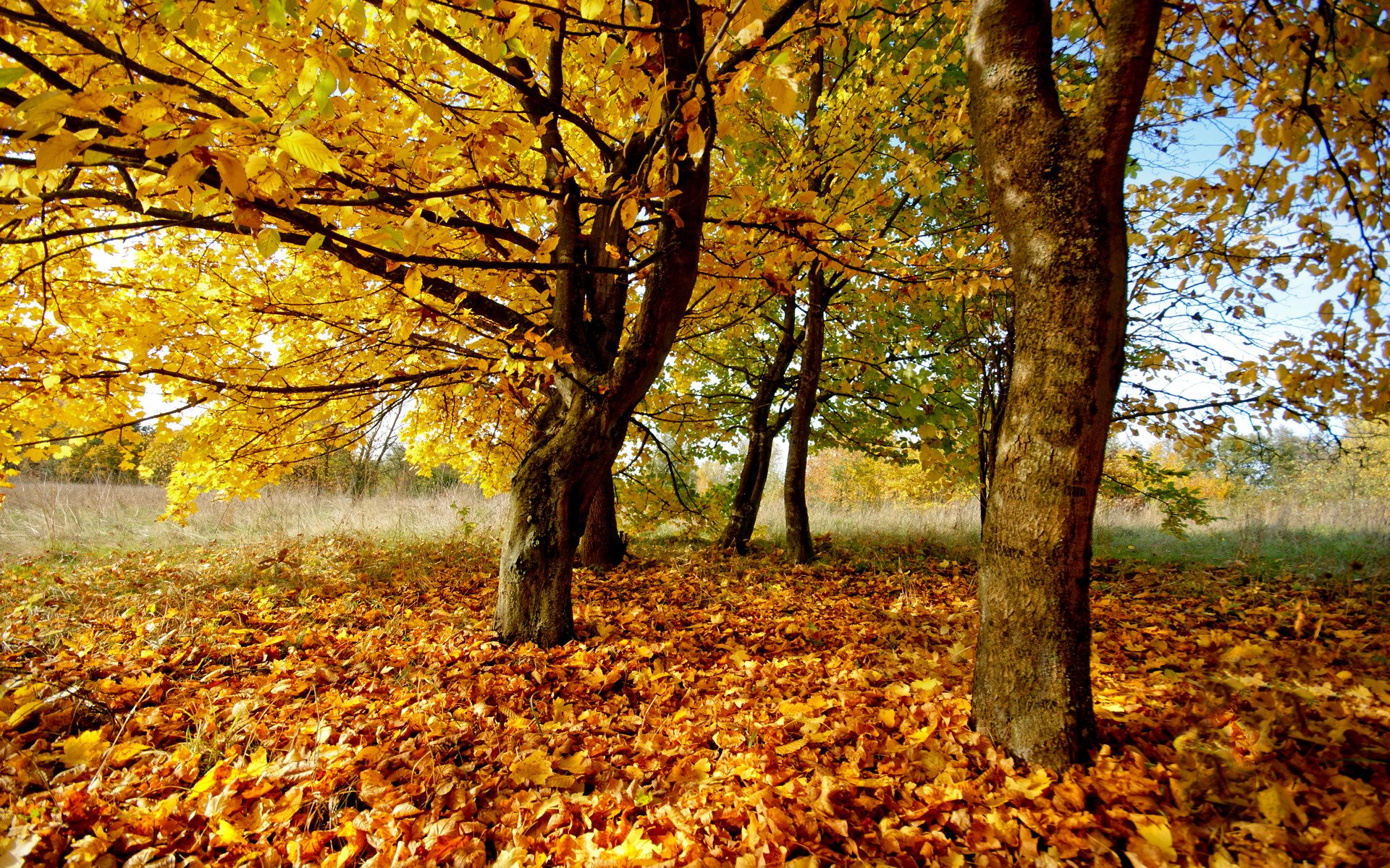 осень природа листья деревья