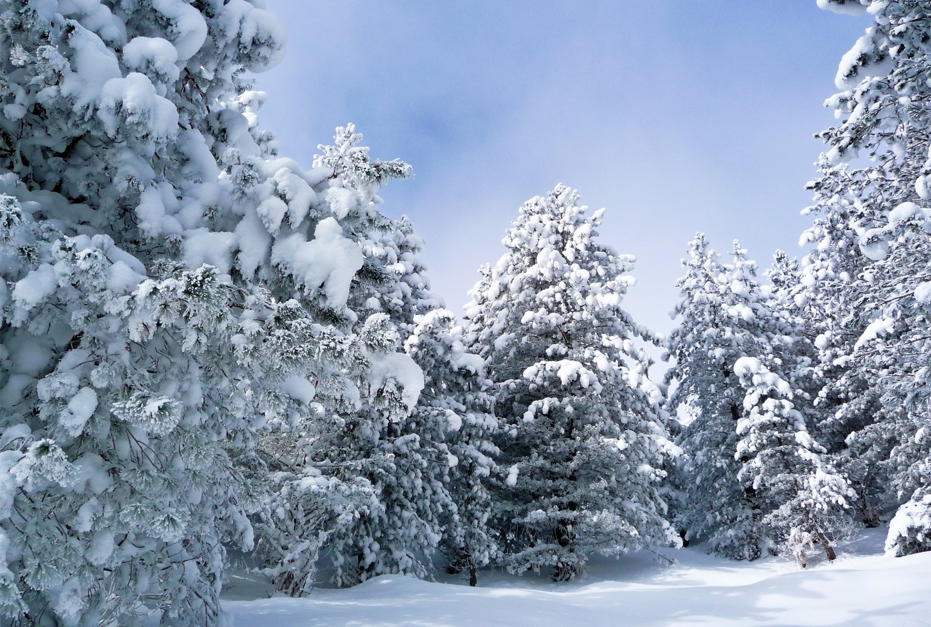Звуки природы зимой. Зимний лес. Снежный лес. Зимняя природа. Зимой в лесу.