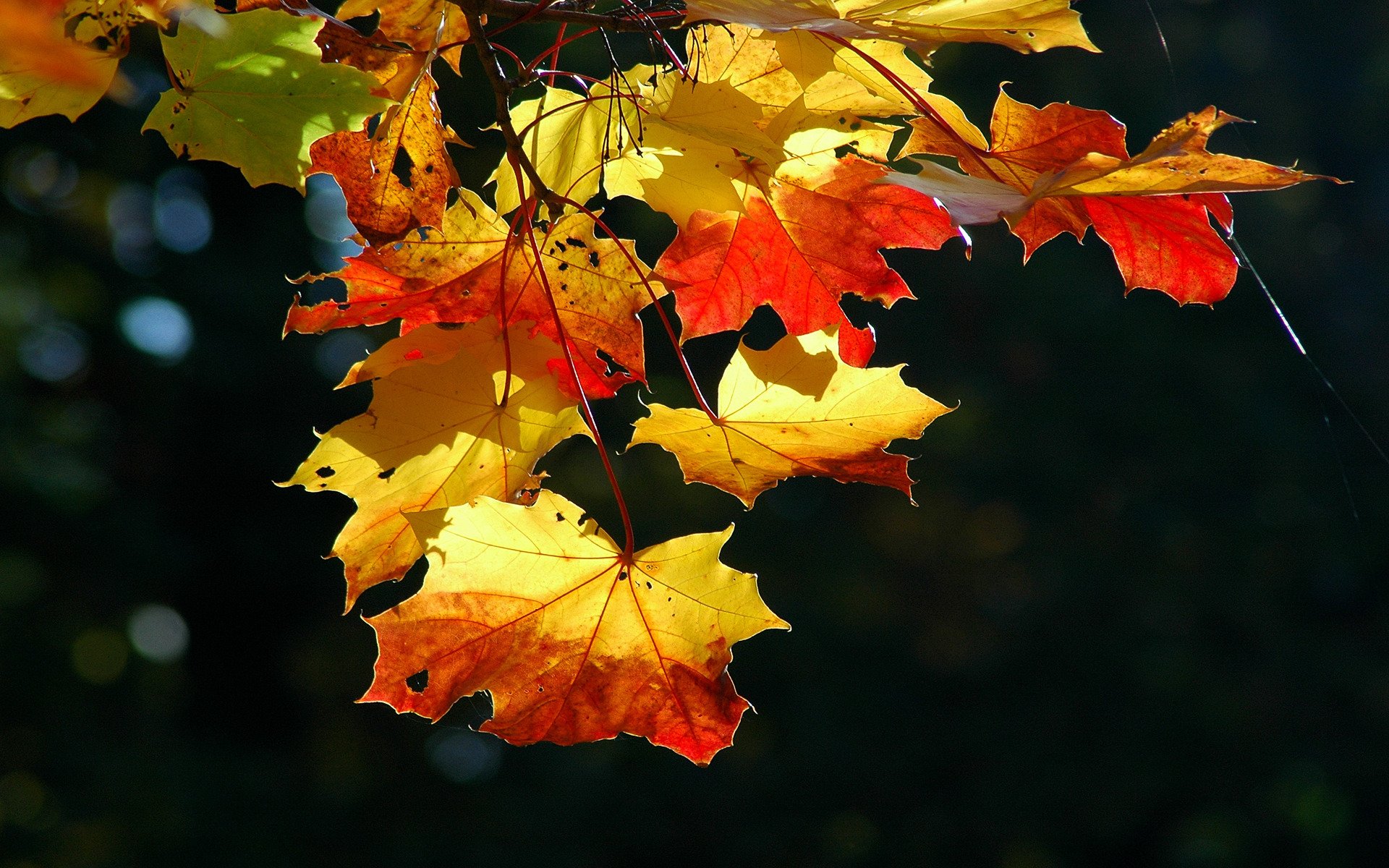 природа осень листопад листья листок листки