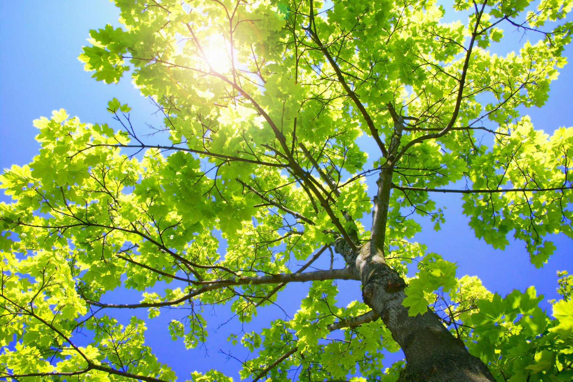 зелёное дерево листва ветки ствол природа