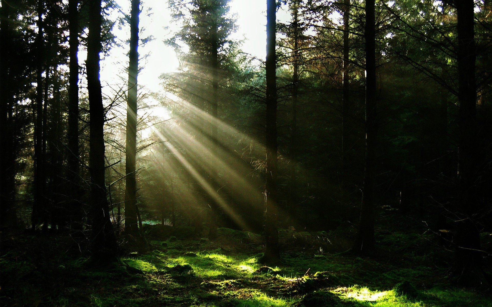Мох, свет дерево лучи свечение лес темнота загрузить