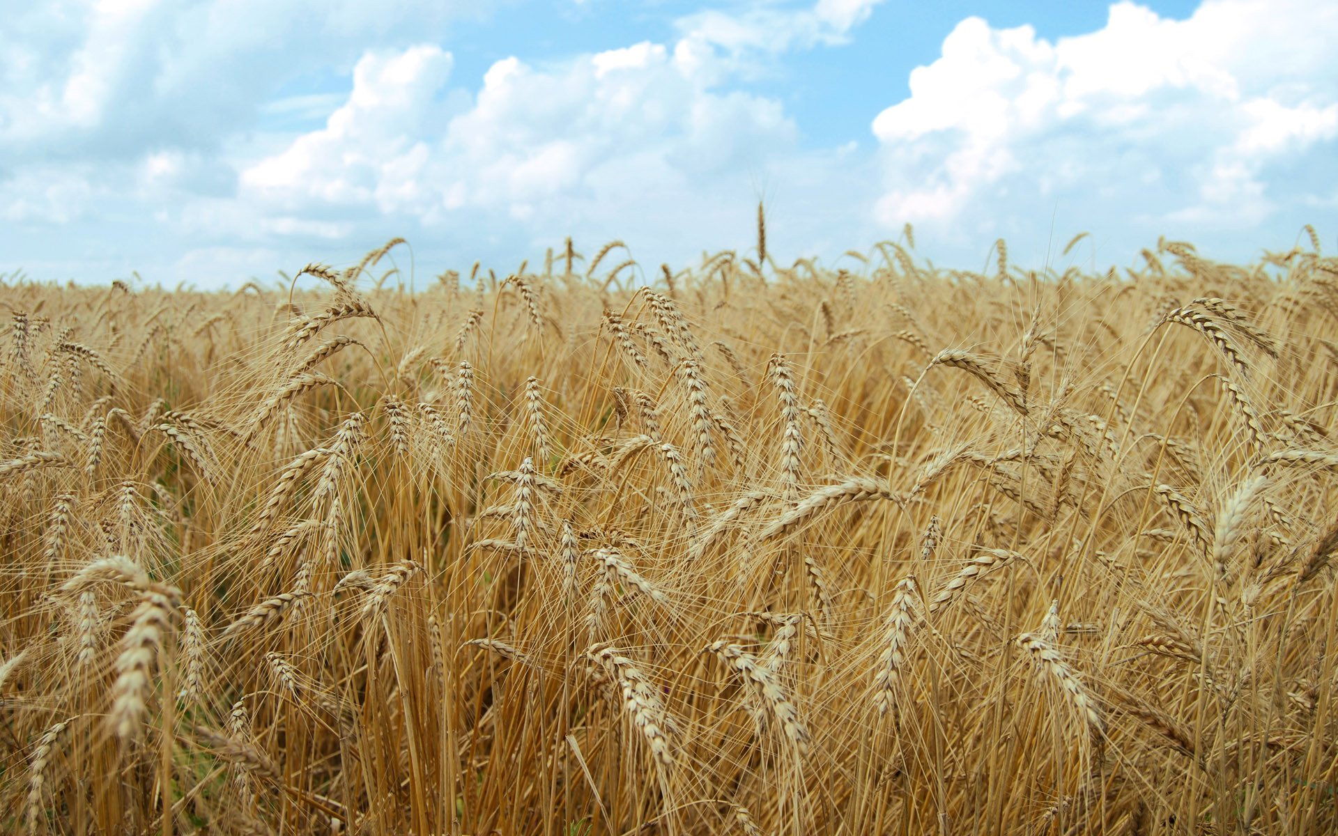 колосья пшеница поле скачать