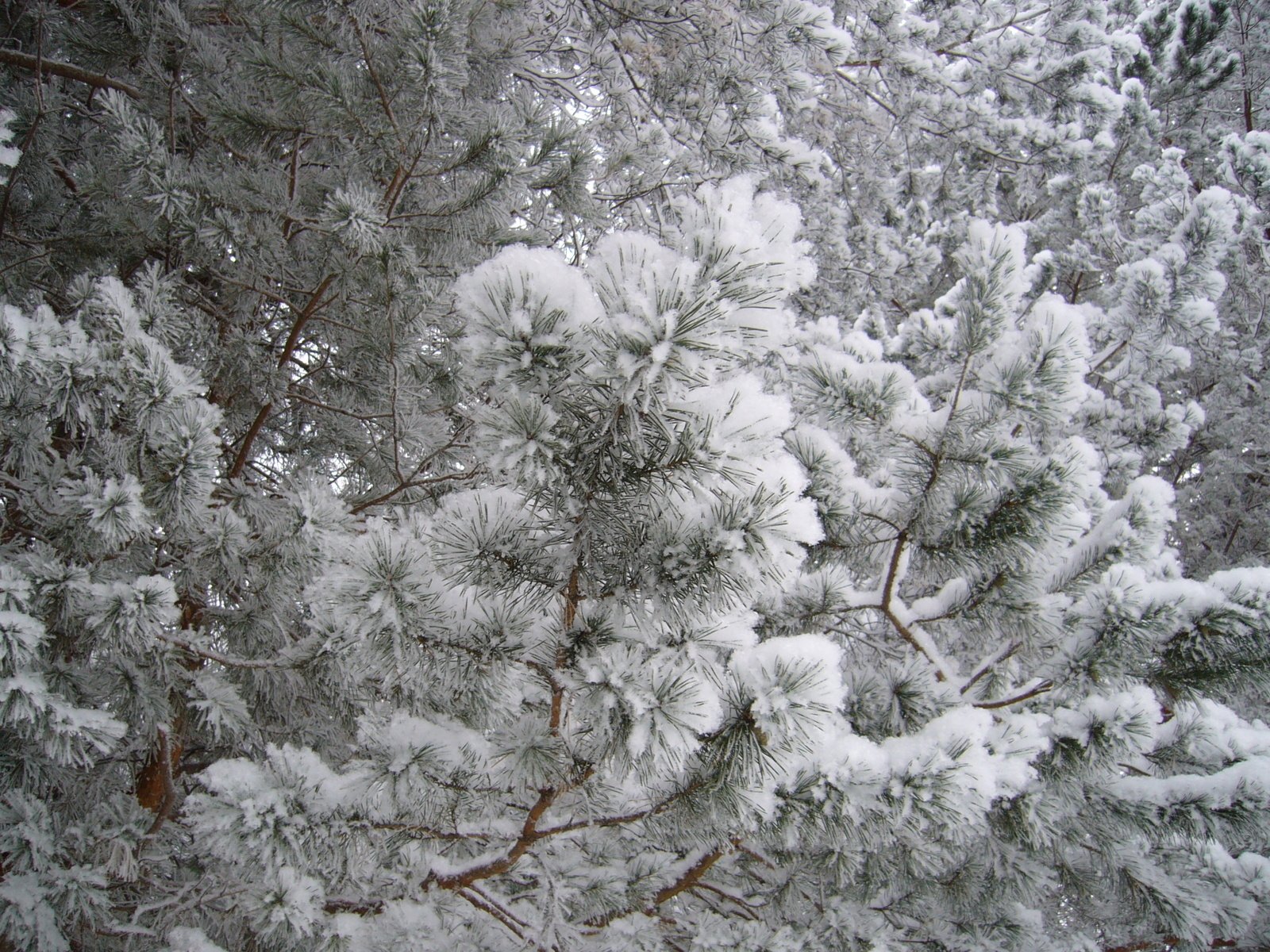 деревья лес зима снег иней trees forest winter snow frost без смс