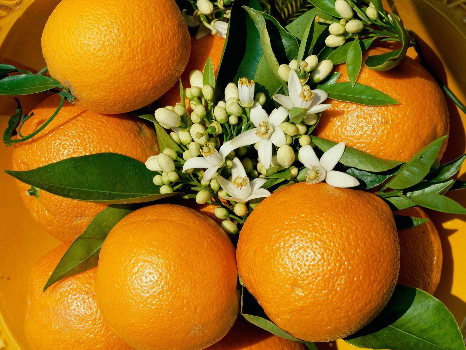 апельсин цветы фрукт