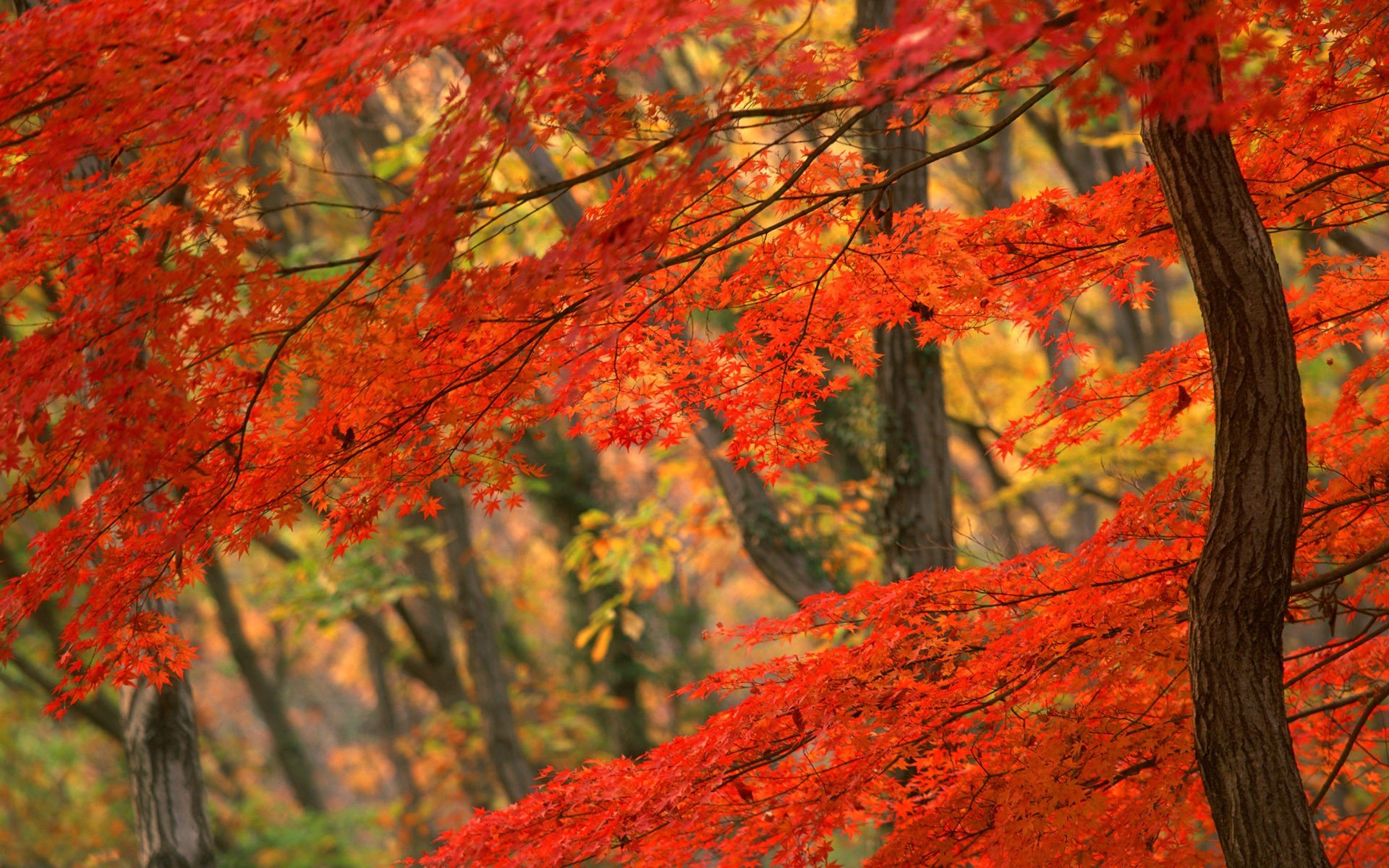 природа осень листья деревья nature autumn leaves trees бесплатно