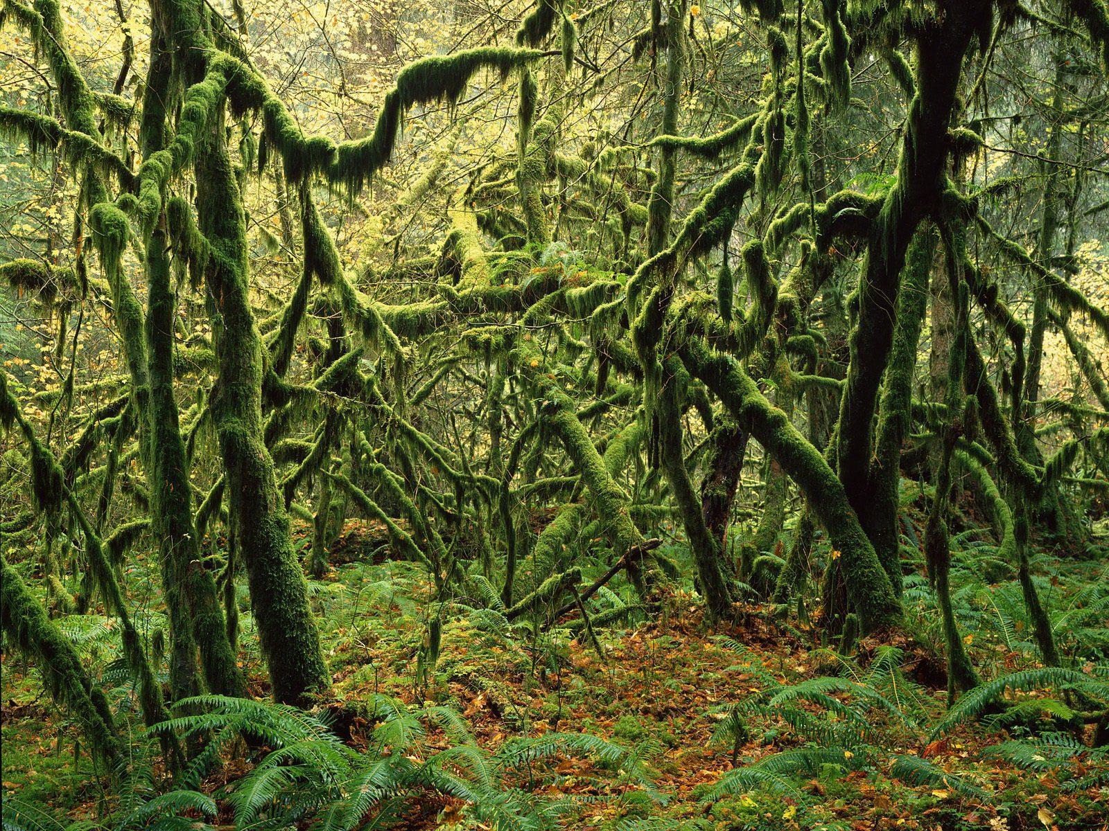 Как называется болото заросшее мхом. Широколиственные леса Австралии. Дагестан тропический лес лиановые леса. Лиановидные мох.