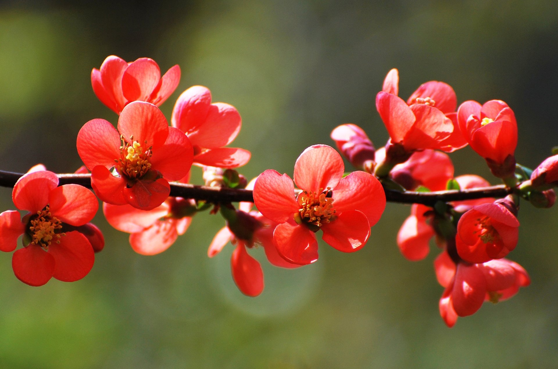 цветы красные природа весна бесплатно