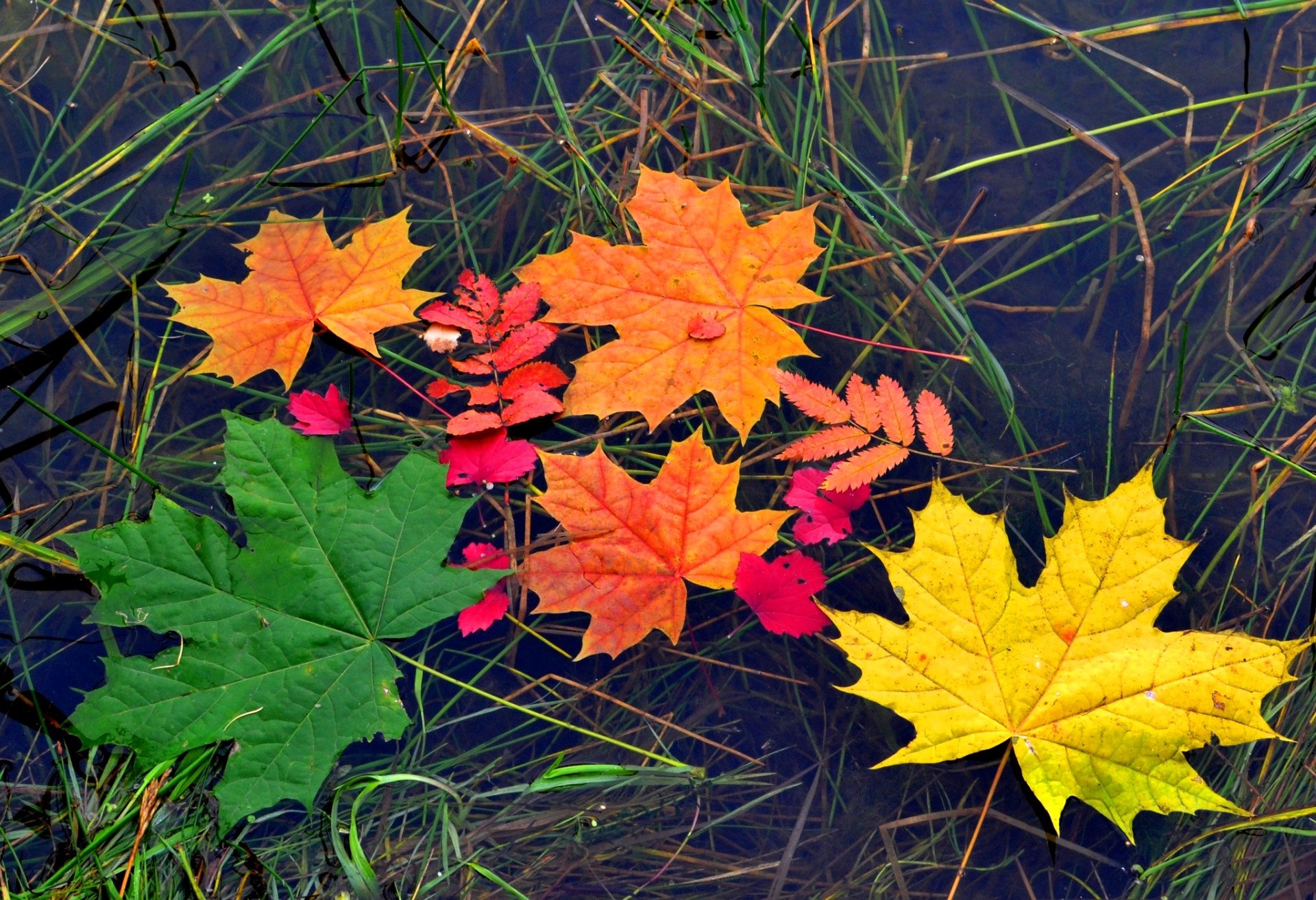 листья клен осень цвет вода