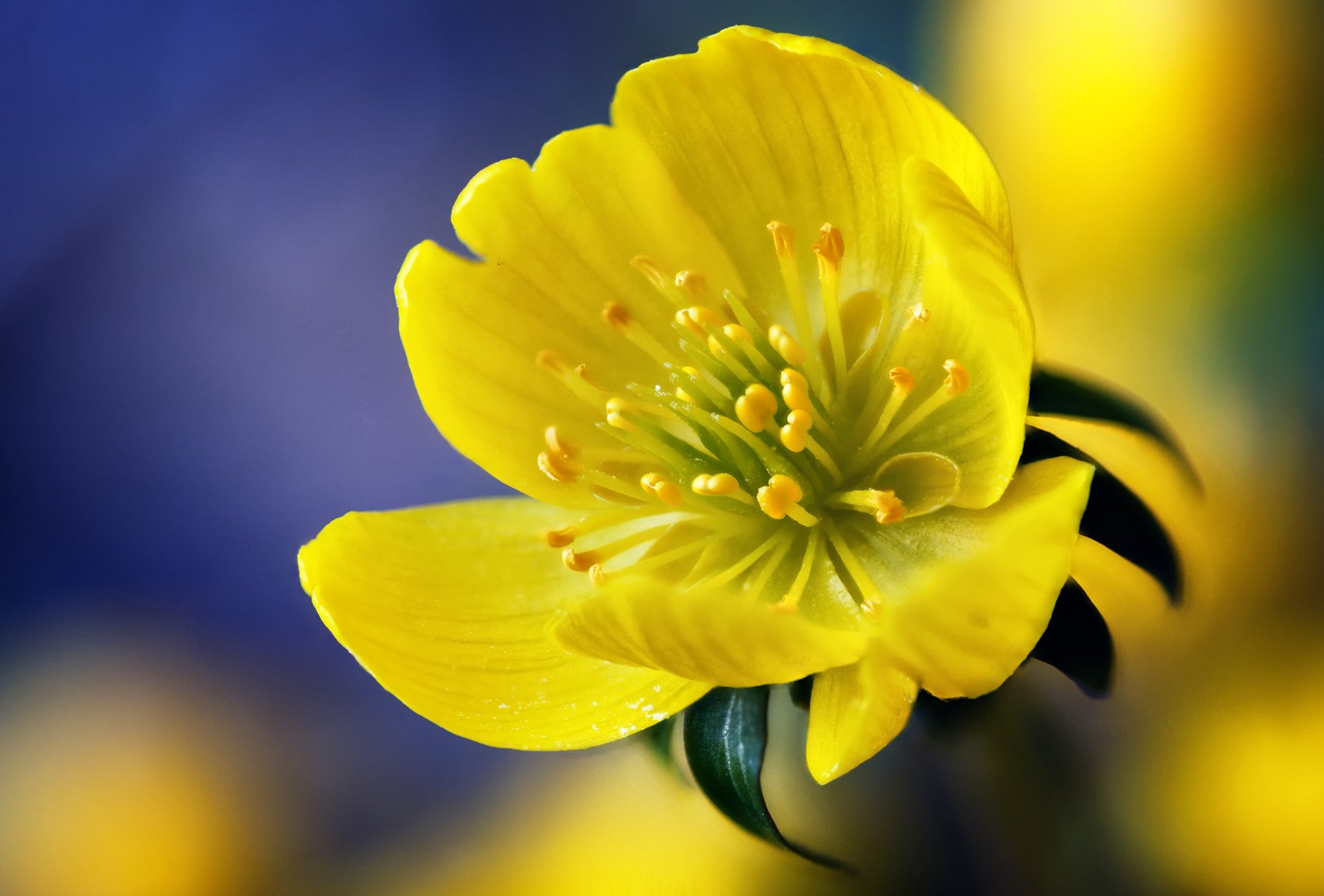 Желтый распустившийся цветок загрузить
