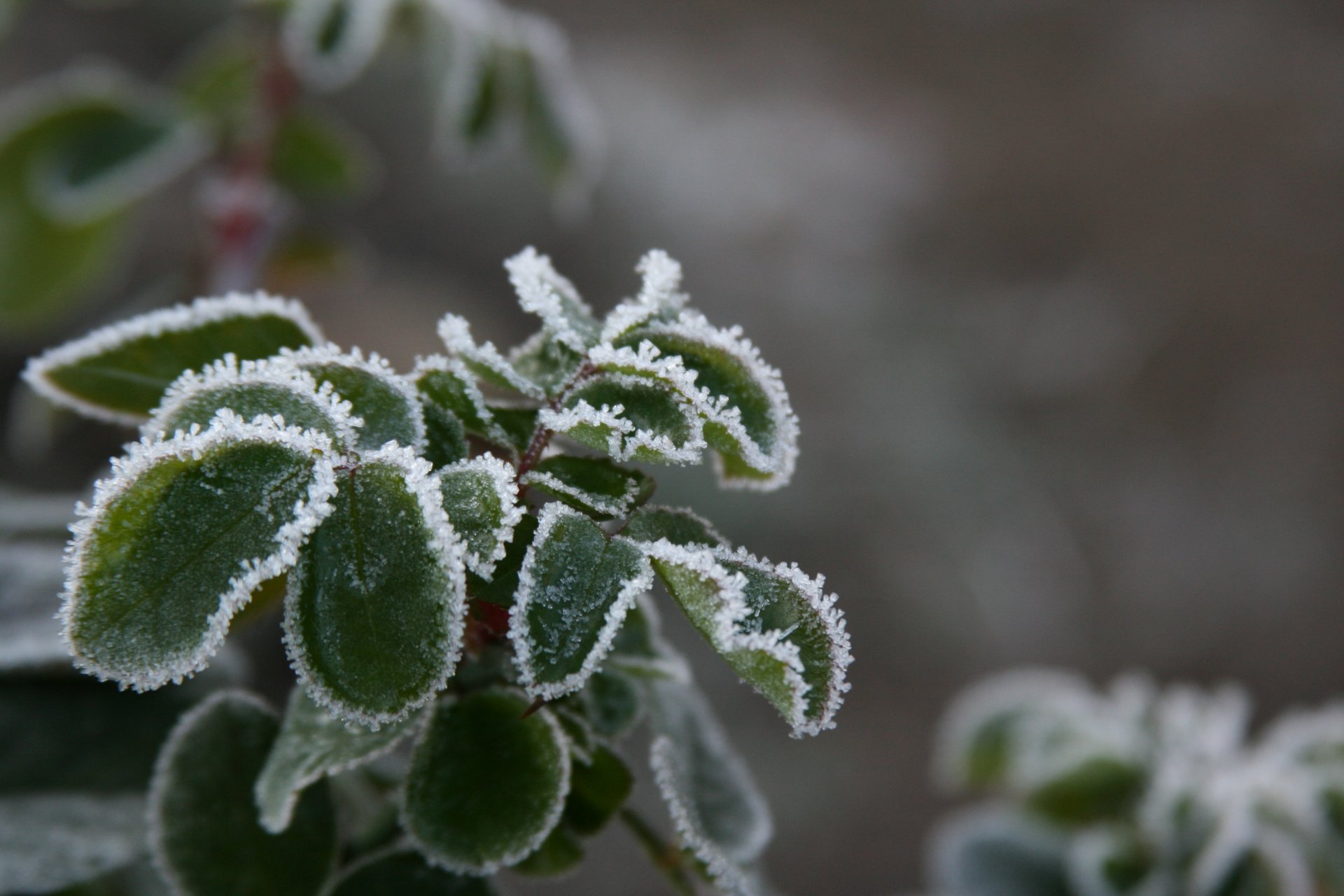 фон обои макро природа растение иней снег холод зима листочки мороз