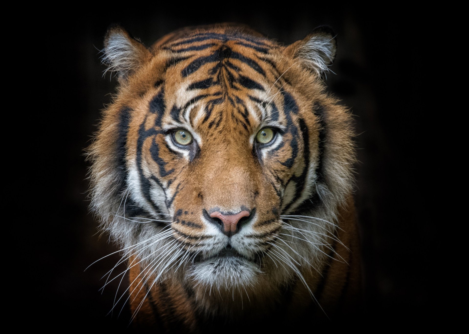 тигр портрет глаза морда хищник