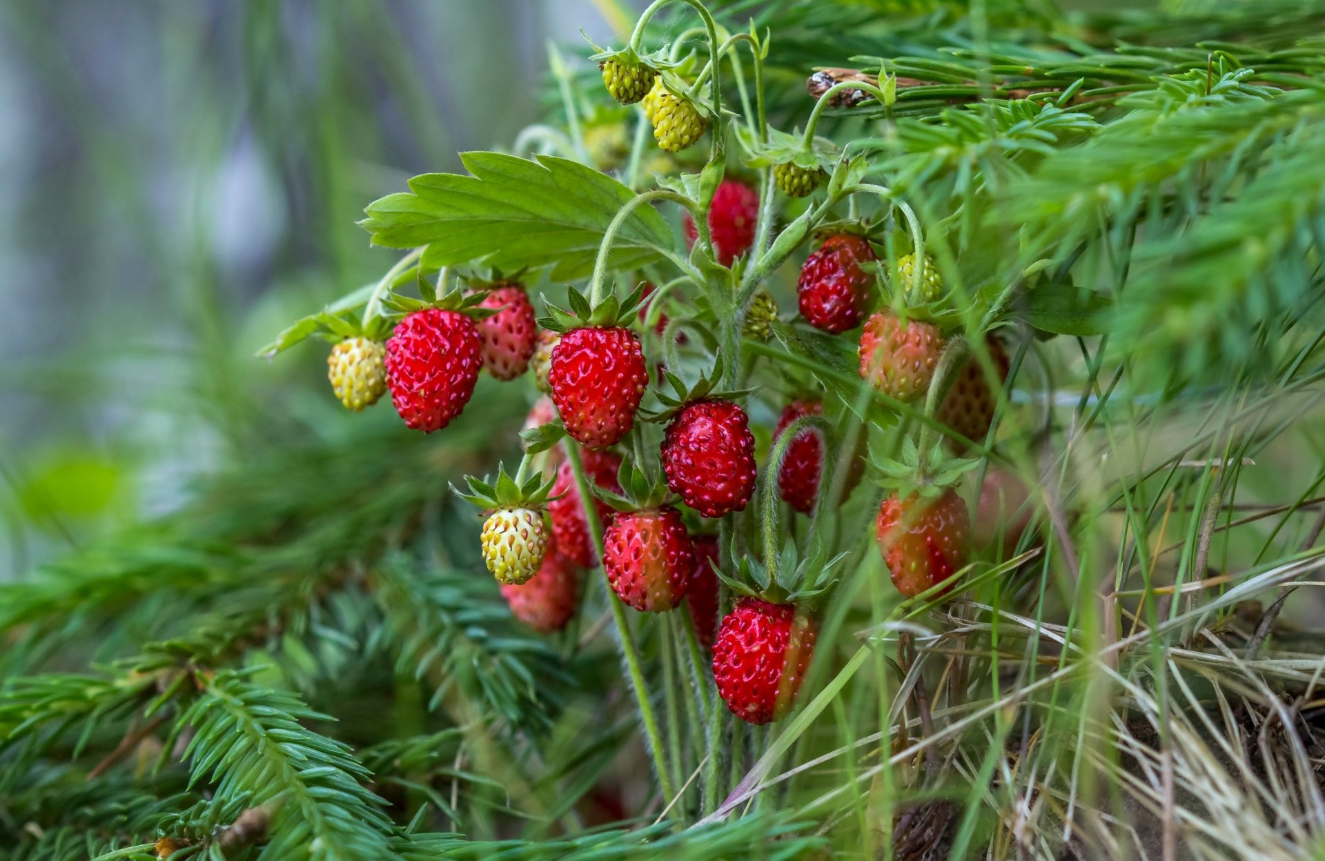 ягоды земляника красный лето ель