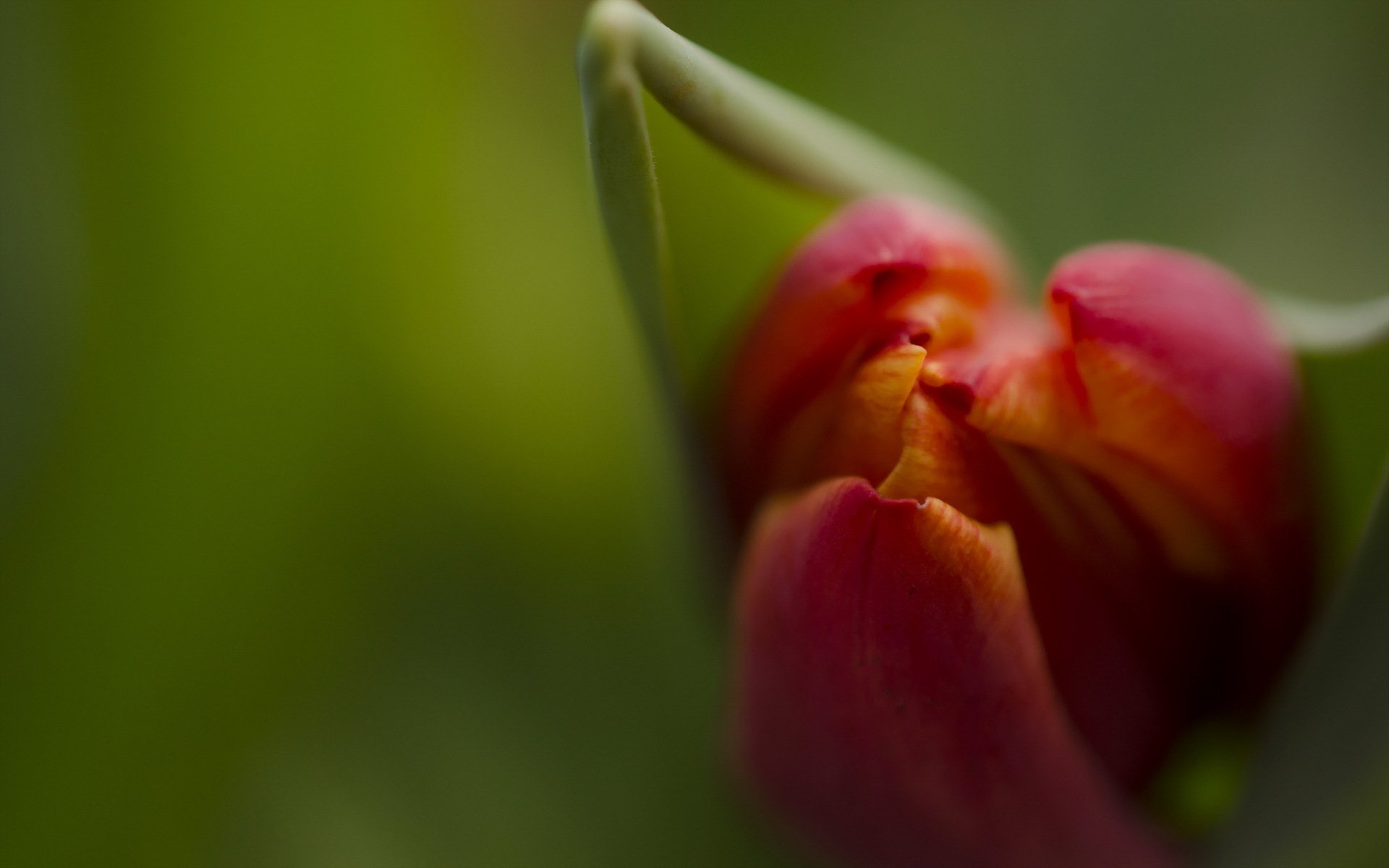 тюльпан макро размытость Tulip macro blur скачать
