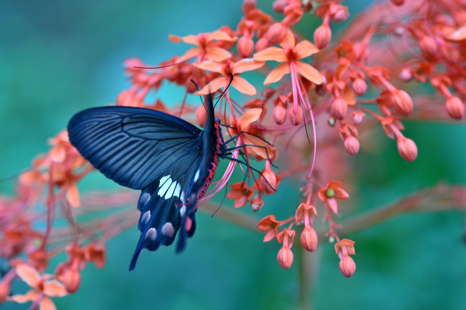 природа бабочка макро цветы скачать