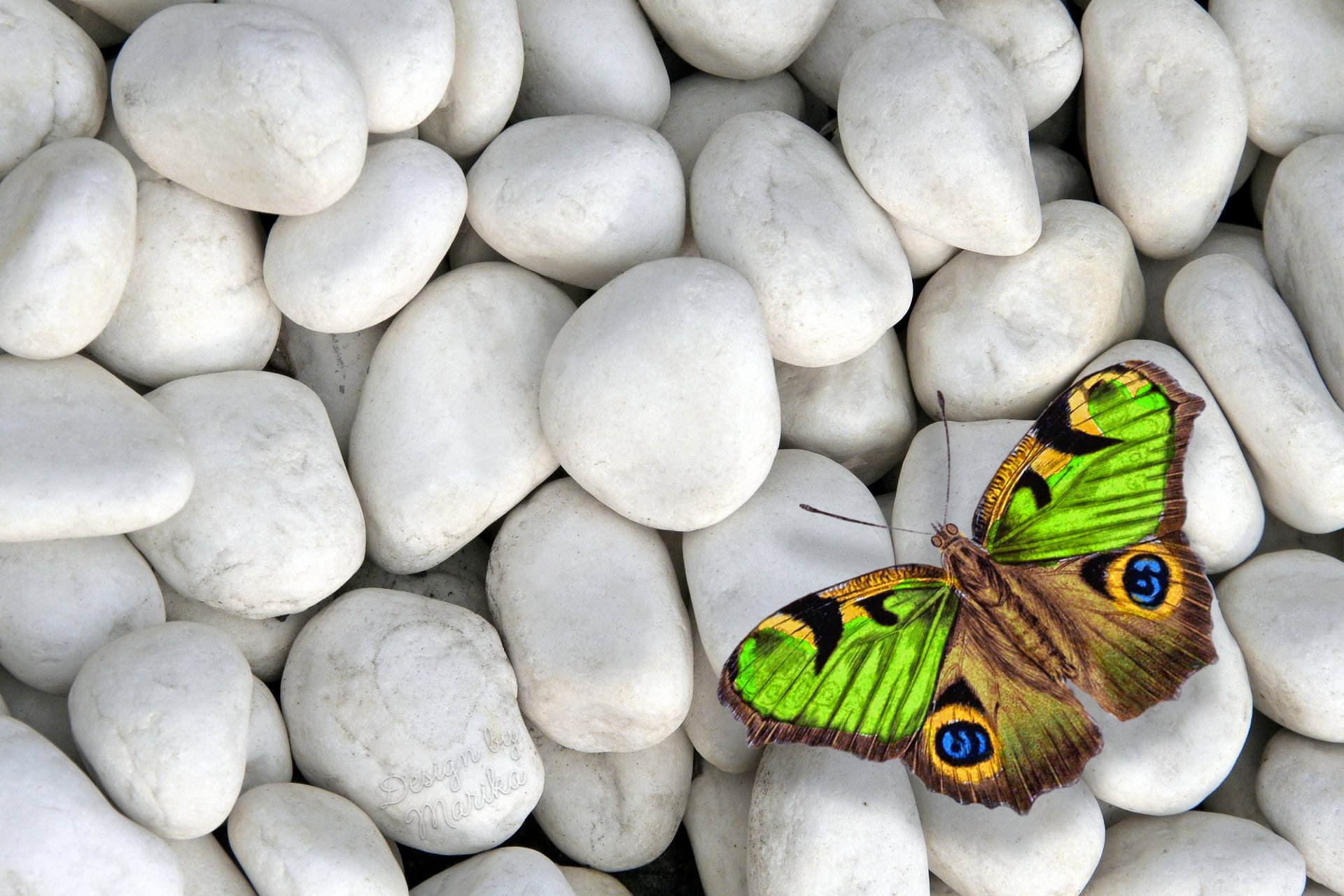 Butterfly on stones - обои.