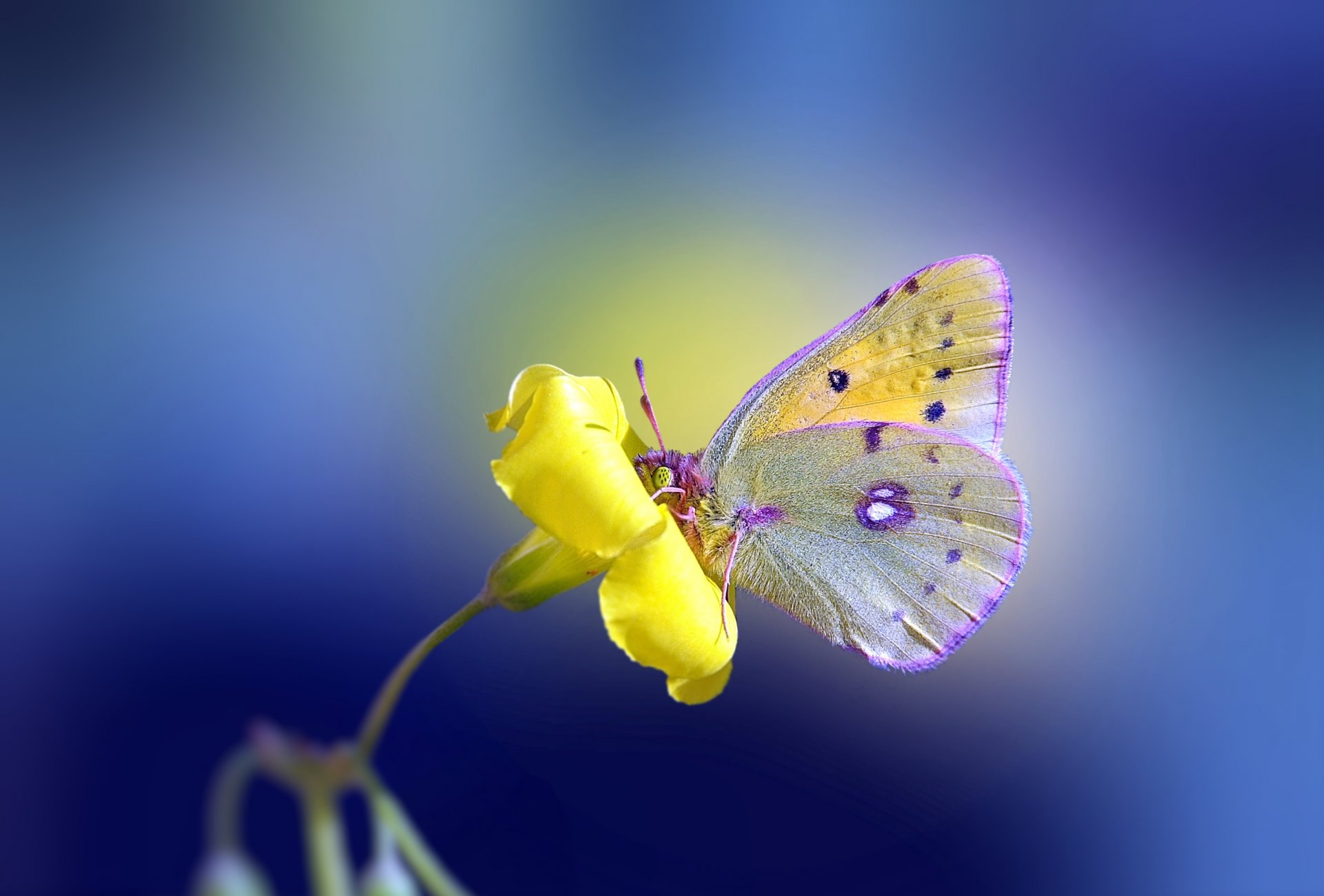 цветок желтый бабочка фон