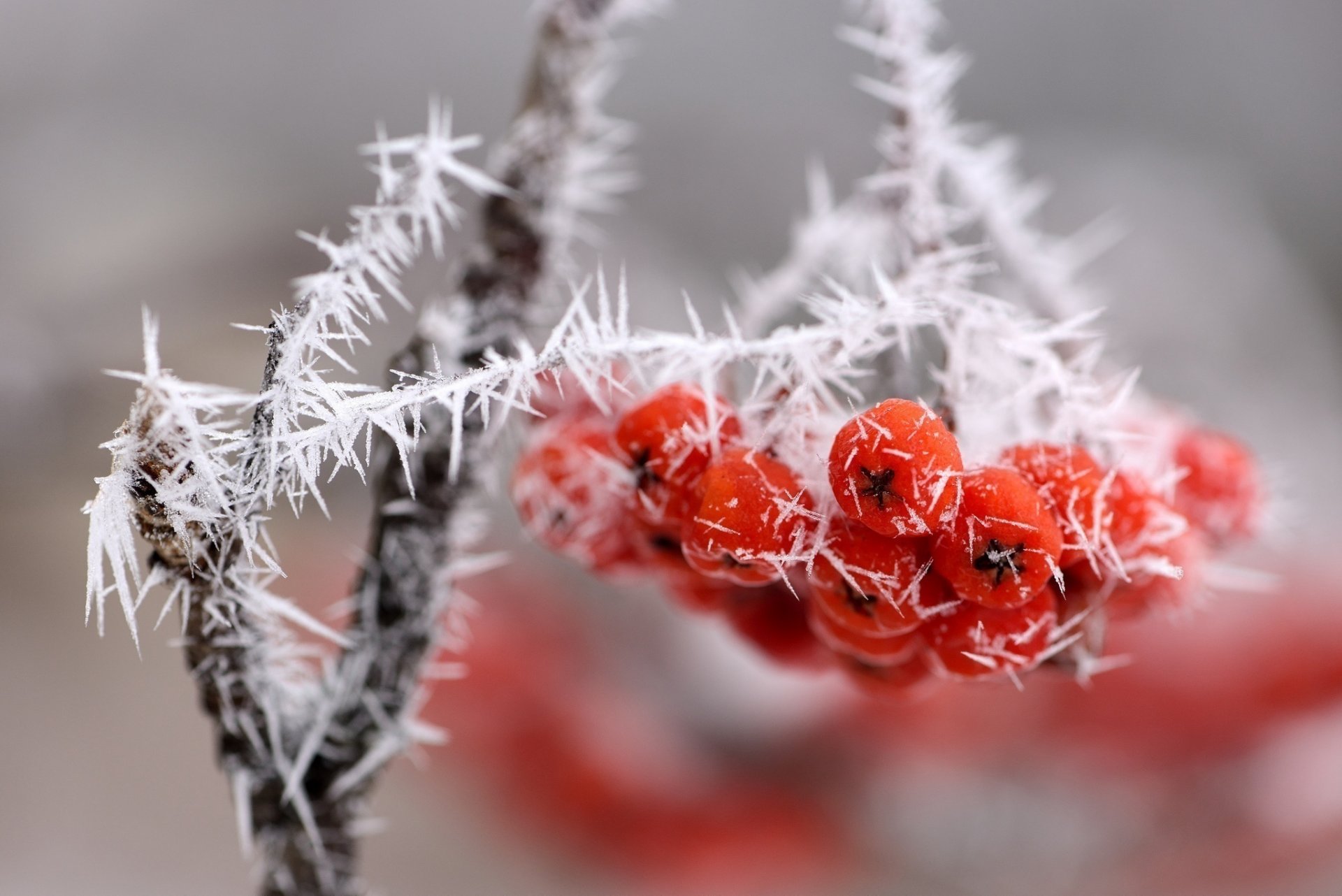 Зима ветка красные ягоды загрузить