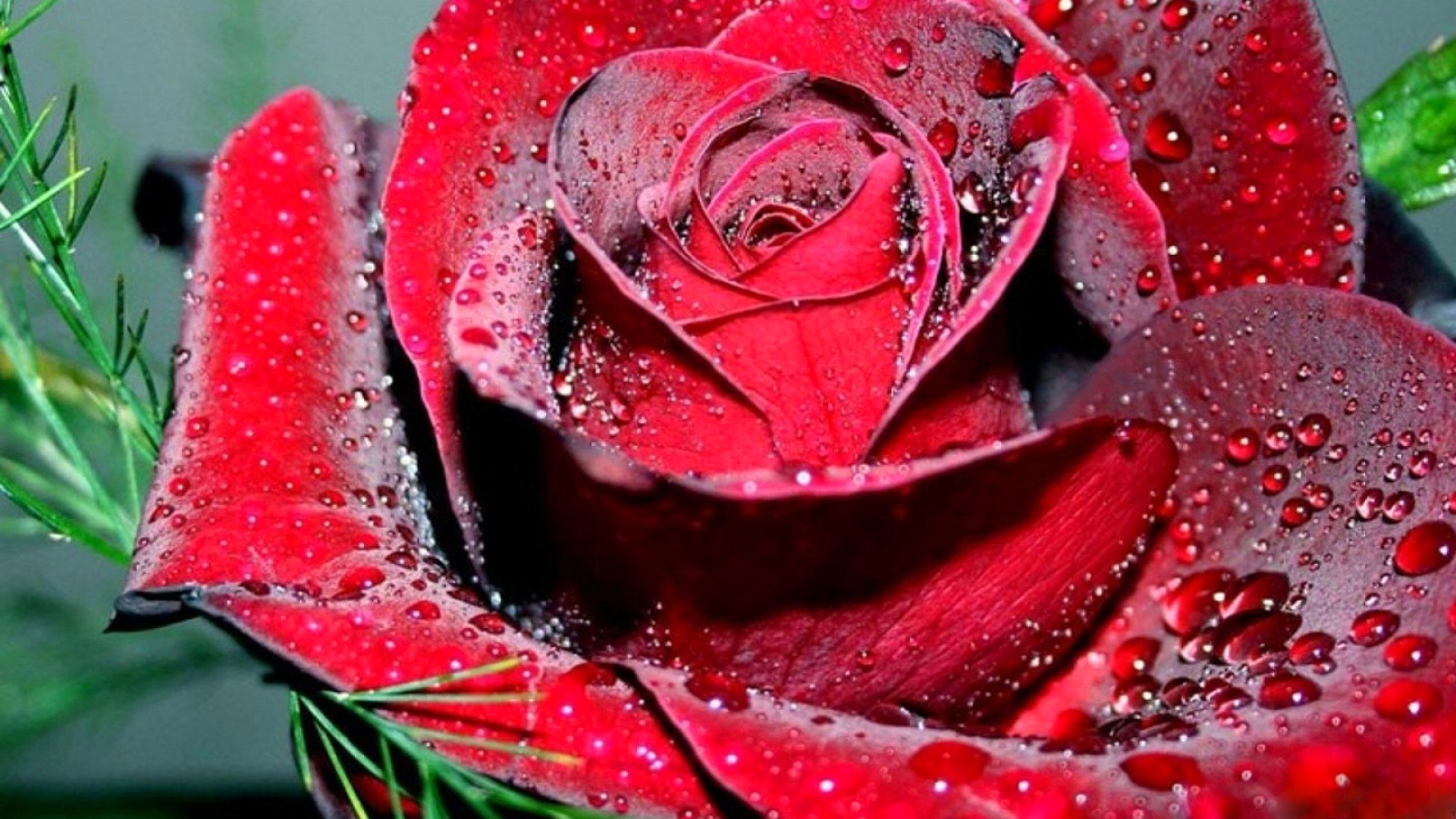 Gul yuzim. Атиргул Шер. Красный цветок. Красивые розы с капельками росы.