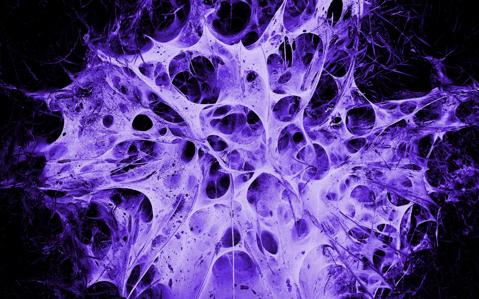 гнездо чужого паутина фиолетовый
