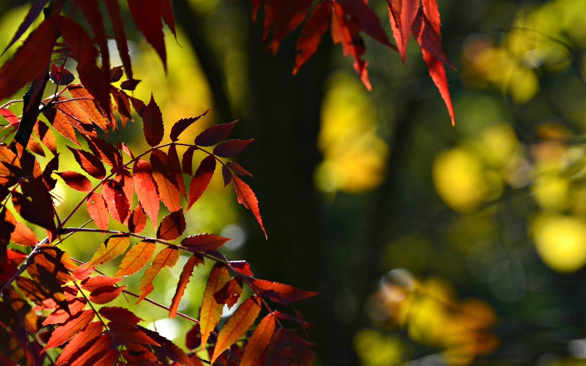 природа ветка листья оранжевые осень скачать