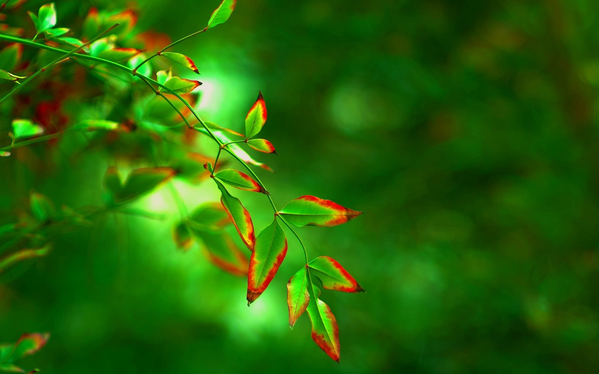 природа деревья листья красные роса загрузить