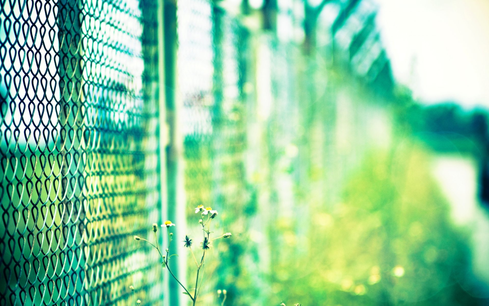 макро ограждение сетка зеленый растение цветочек цветок день солнце размытие боке фон. macro обои широкоформатные полноэкранные широкоэкранные фон